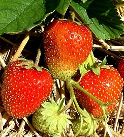 fertodi 5 szamoca